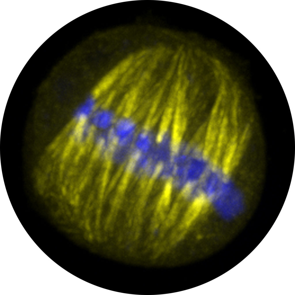 Lab research imagery, illustrative rather than a figure from this paper