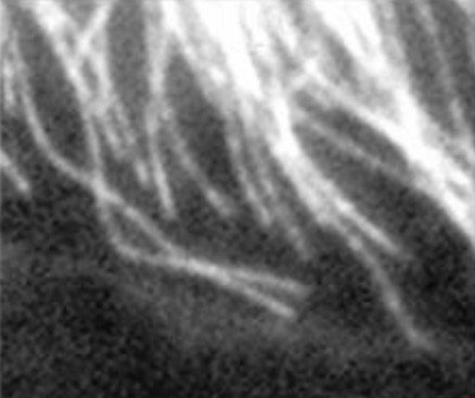 Manuscript illustration: Cell cycle-dependent changes in microtubule dynamics in living cells expressing green fluorescent protein-alpha tubulin