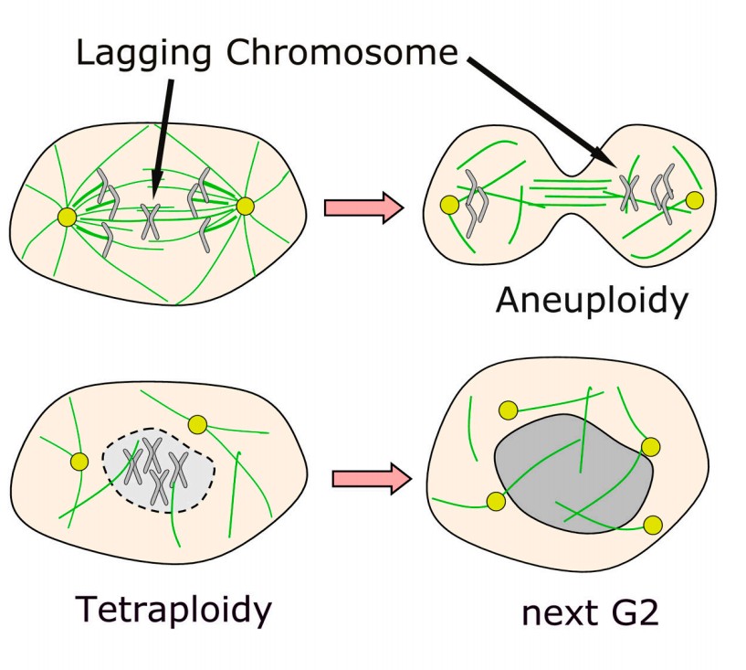Manuscript illustration: Original CIN: reviewing roles for APC in chromosome instability.