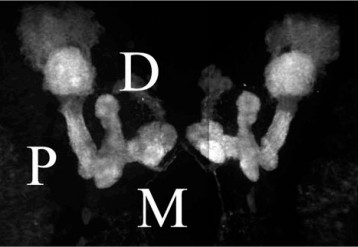 Manuscript illustration: Putting the model to the test: are APC proteins essential for neuronal polarity, axon outgrowth, and axon targeting?