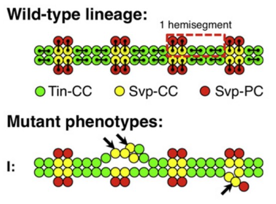 Manuscript illustration: Two forkhead transcription factors regulate the division of cardiac progenitor cells by a Polo-dependent pathway