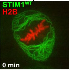 Manuscript illustration: Phosphoregulation of STIM1 leads to exclusion of the endoplasmic reticulum from the mitotic spindle