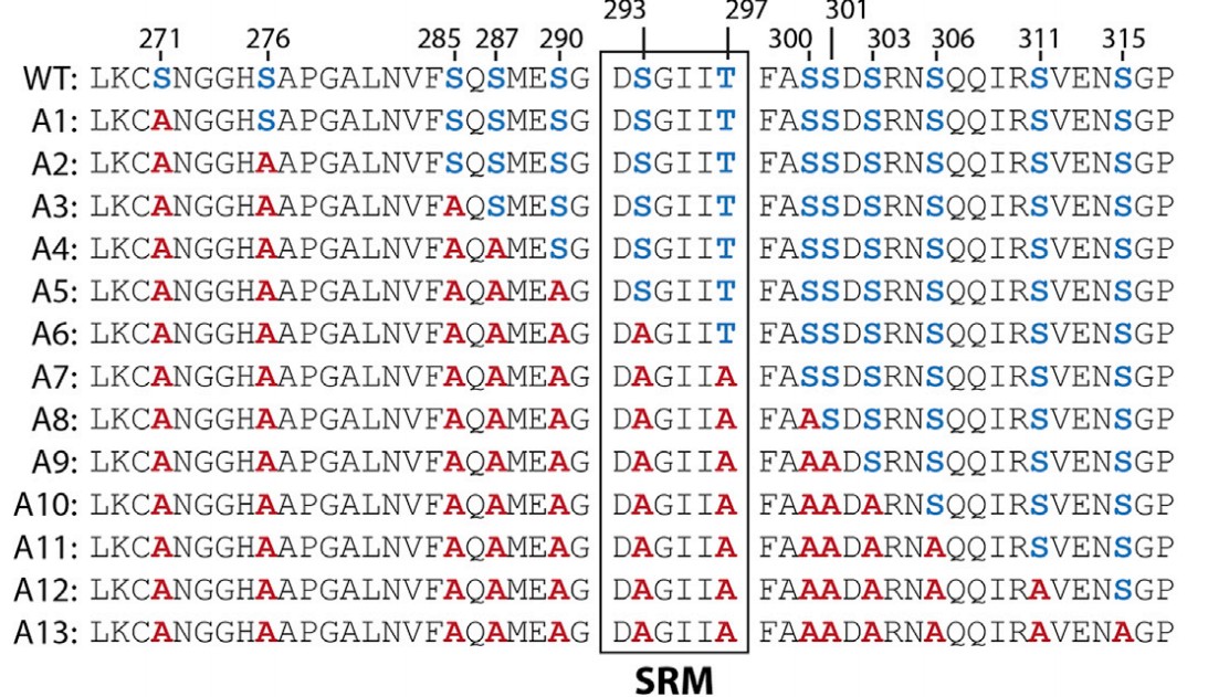 Manuscript illustration: Polo-like kinase 4 autodestructs by generating its Slimb-binding phosphodegron