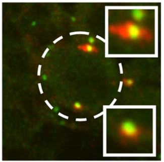 Manuscript illustration: Drosophila Pericentrin requires interaction with Calmodulin for its function at centrosomes and neuronal basal bodies, but not at sperm basal bodies