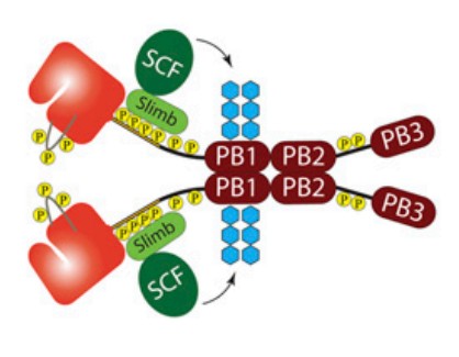 Manuscript illustration: Autoinhibition and relief mechanism for Polo-like kinase 4