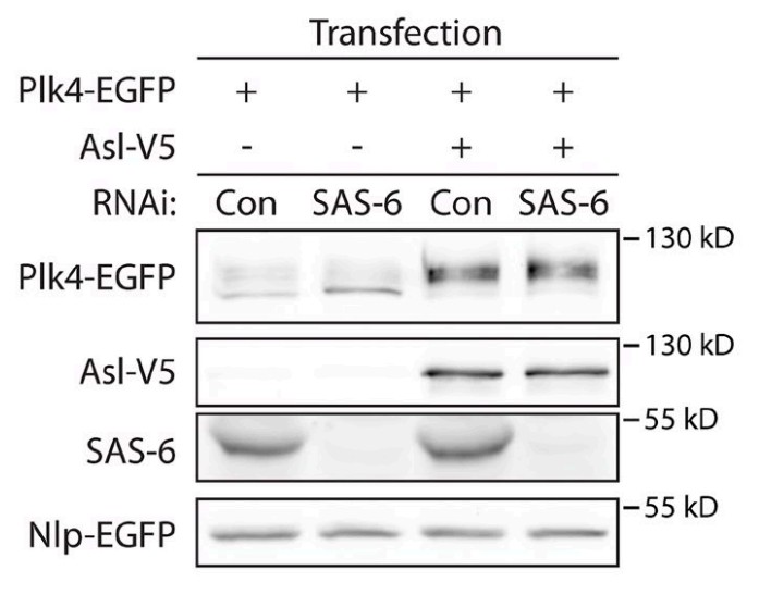 Manuscript illustration: Two Polo-like kinase 4 binding domains in Asterless perform distinct roles in regulating kinase stability