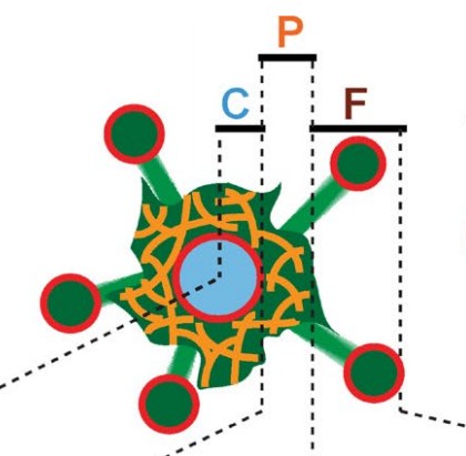 Manuscript illustration: Interphase centrosome organization by the PLP-Cnn scaffold is required for centrosome function
