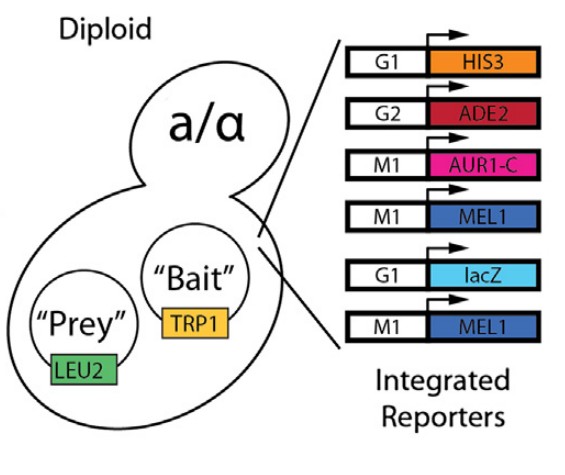 Manuscript illustration: A yeast two-hybrid approach for probing protein-protein interactions at the centrosome
