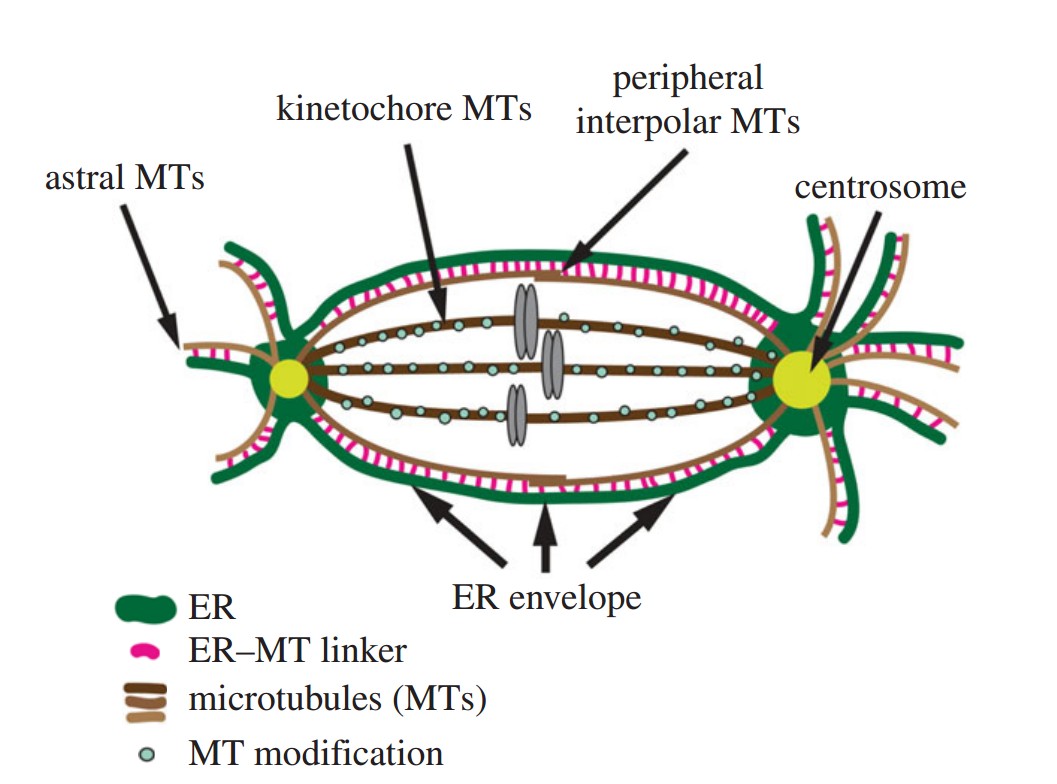 Manuscript illustration: Proper symmetric and asymmetric ER partitioning requires astral microtubules.