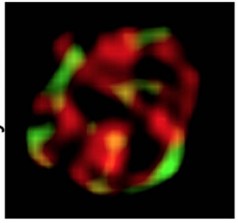 Manuscript illustration: A novel GSK3-regulated APC:Axin interaction regulates Wnt signaling driving a catalytic cycle of βcatenin destruction