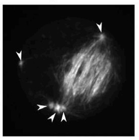 Manuscript illustration: An Asp-CaM complex is required for Centrosome-Pole Cohesion and Centrosome Inheritance in Neural Stem Cells