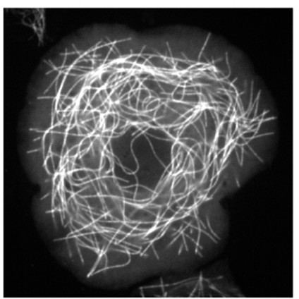 Manuscript illustration: Newly Characterized Region of CP190 Associates with Microtubules and Mediates Proper Spindle Morphology in Drosophila Stem Cells