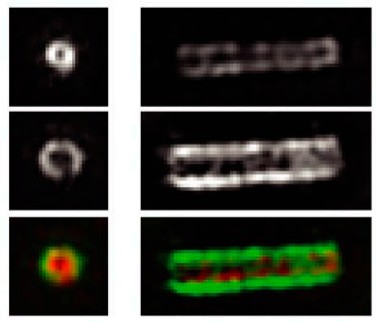 Manuscript illustration: Asterless is required for centriole length control and sperm development