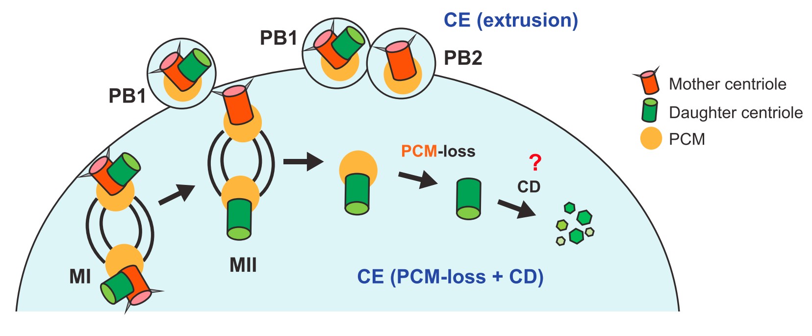 Manuscript illustration: Taking Centrioles to the Elimination Round