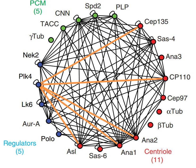 Manuscript illustration: A centrosome interactome provides insight into organelle assembly and reveals a non-duplication role for Plk4