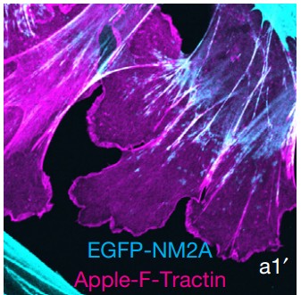 Manuscript illustration: Actin dynamics and competition for myosin monomer govern the sequential amplification of myosin filaments