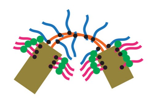 Manuscript illustration: A centrosomal scaffold shows some self-control