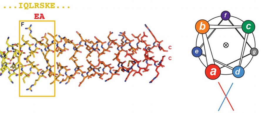 Manuscript illustration: Stu2 uses a 15 nm parallel coiled coil for kinetochore localization and concomitant regulation of the mitotic spindle