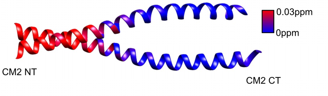 Manuscript illustration: The Centrosomin CM2 Domain is a Multi-Functional Binding Domain with Distinct Cell Cycle Roles.
