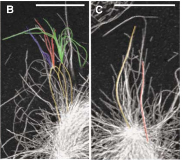 Manuscript illustration: Peripheral, non-centrosome-associated microtubules contribute to spindle formation in centrosome-containing cells