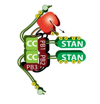 Manuscript illustration: An ordered pattern of Ana2 phosphorylation by Plk4 is required for centriole assembly.