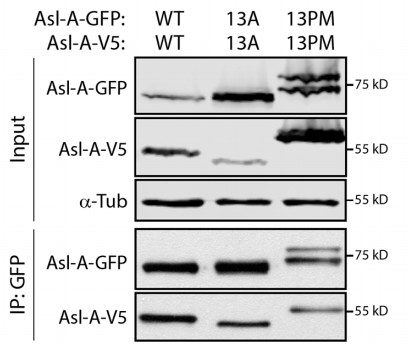 Manuscript illustration: Asterless is a Polo-like kinase 4 substrate that both activates and inhibits kinase activity depending on its phosphorylation state.