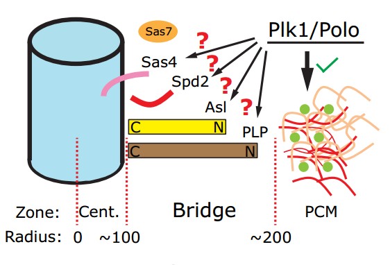 Manuscript illustration: Bridging centrioles and PCM in proper space and time