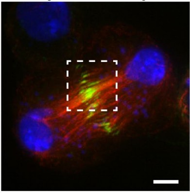 Manuscript illustration: Fascetto (PRC1) Interacting Protein (FIP) Ensures Proper Cytokinesis and Ploidy