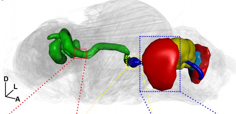 Manuscript illustration: Micro-computed tomography as a platform for exploring Drosophila development