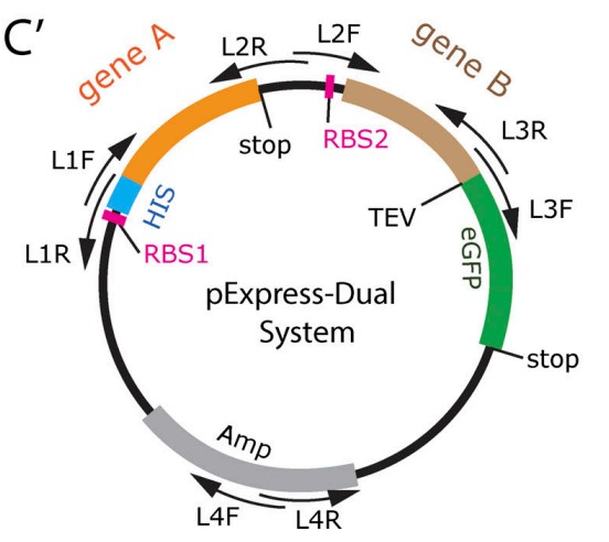 Manuscript illustration: A molecular mechanism for the procentriole recruitment of Ana2