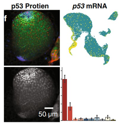 Manuscript illustration: Dynamic sex chromosome expression in Drosophila male germ cells