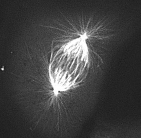 Manuscript illustration: Centrosome fragments and microtubules are transported asymmetrically away from division plane in anaphase