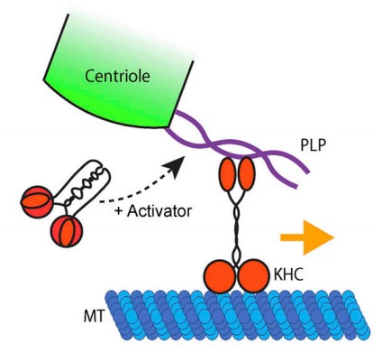 Manuscript illustration: Pericentrin interacts with Kinesin-1 to drive centriole motility.