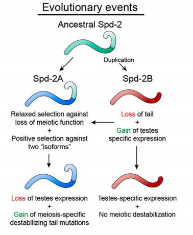 Manuscript illustration: Spd-2 gene duplication reveals cell-type-specific pericentriolar material regulation