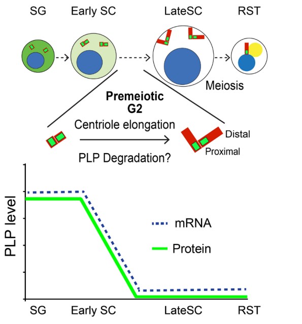 Manuscript illustration: The E3 Ligase Poe Promotes Pericentrin Degradation.
