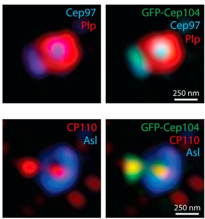 Manuscript illustration: Cep104 is a component of the centriole distal tip complex that regulates centriole growth and contributes to Drosophila spermiogenesis