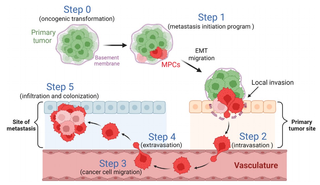 Manuscript illustration: Using Drosophila to Uncover the Role of Organismal Physiology and the Tumor-Microenvironment in Cancer