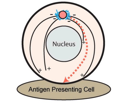 Manuscript illustration: Positioning Centrioles and Centrosomes