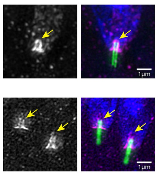 Manuscript illustration: The proximal centriole-like structure maintains nucleus-centriole architecture in sperm