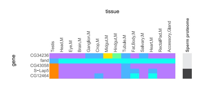 Manuscript illustration: A deficiency screen identifies genomic regions critical for sperm head–tail connection.