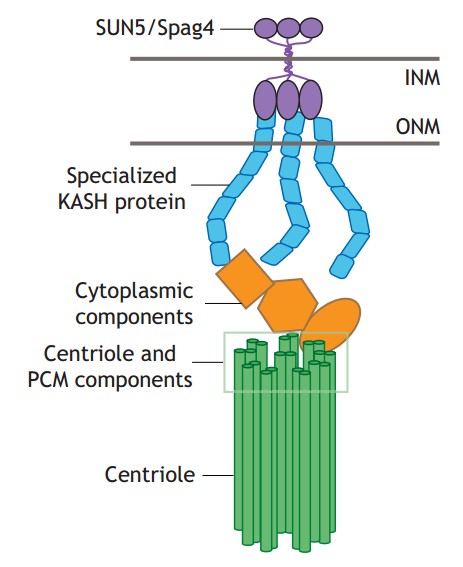 Manuscript illustration: Molecular models of the sperm head-tail coupling apparatus.