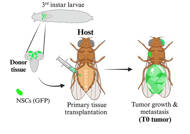 Manuscript illustration: Allograft Transplantation for Drosophila Tumor Metastasis Studies.