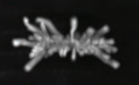 Manuscript illustration: Stable expression of fluorescently tagged proteins for studies of mitosis in mammalian cells