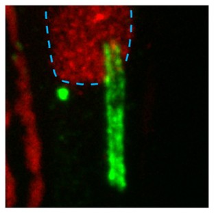 Manuscript illustration: Visualizing Drosophila centrioles by expansion microscopy.