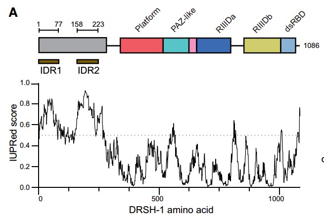 Manuscript illustration: An intrinsically disordered region of Drosha selectively promotes miRNA biogenesis, independent of tissue-specific Microprocessor condensates.