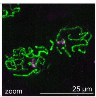 Manuscript illustration: Combining ultrastructure expansion microscopy with immunofluorescence and Oligopaint DNA FISH.