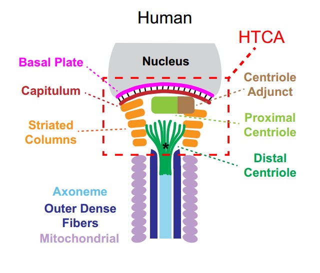 Manuscript illustration: Sperm Head-Tail Coupling Apparatus Diversity and Common Themes.