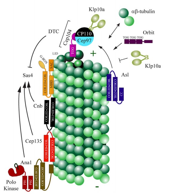 Manuscript illustration: Unraveling the molecular details of centriole elongation.