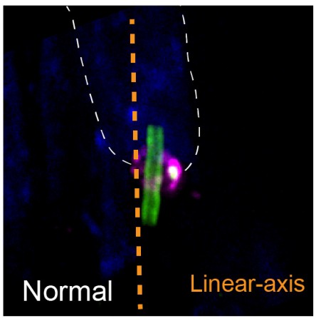 Manuscript illustration: Togaram Ensures Axial Alignment of the Sperm Neck.
