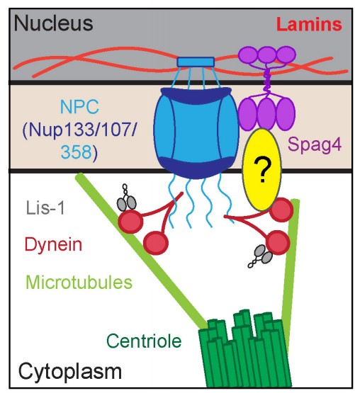 Manuscript illustration: The Nuclear Pore Complex Facilitates Centriole-Nuclear Attachment in Spermatids.